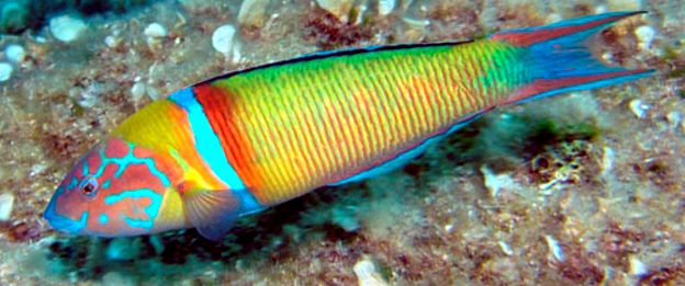 Thalassoma pavo_0008